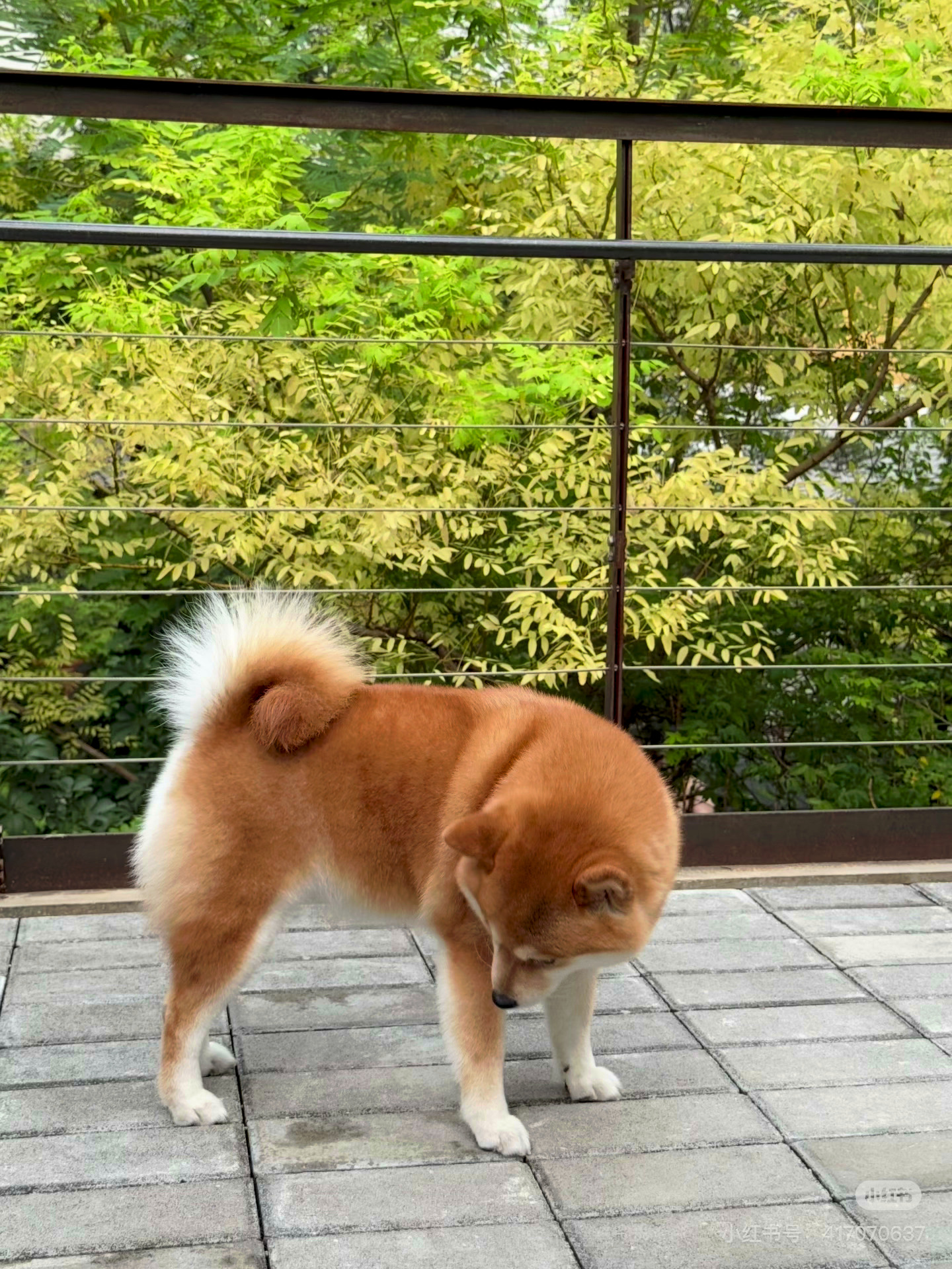 这才是松软大面包🍞尾巴都在炸毛 ​​​