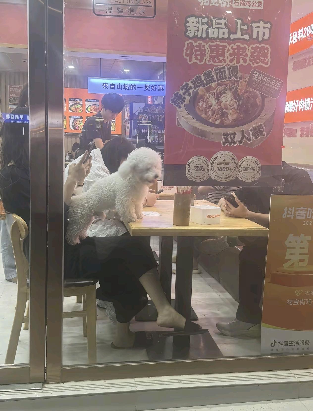 为何总有人堂而皇之带狗进餐饮店呢？6月19日，河南濮阳。网友发布视频，范县一餐饮