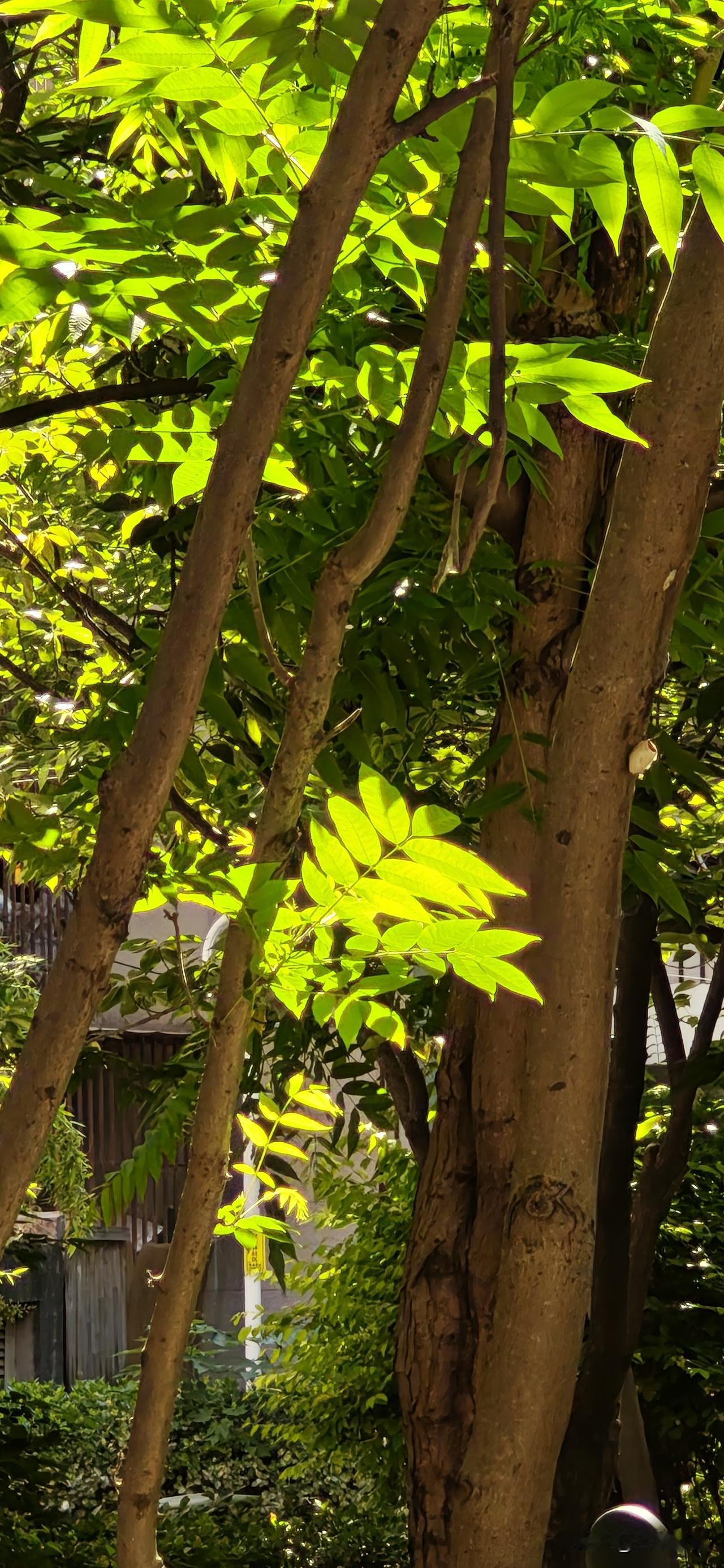 梁实秋用自己的实际行动验证了一条被歪曲了的名言：
事虽难，作则必成！
路虽远，行