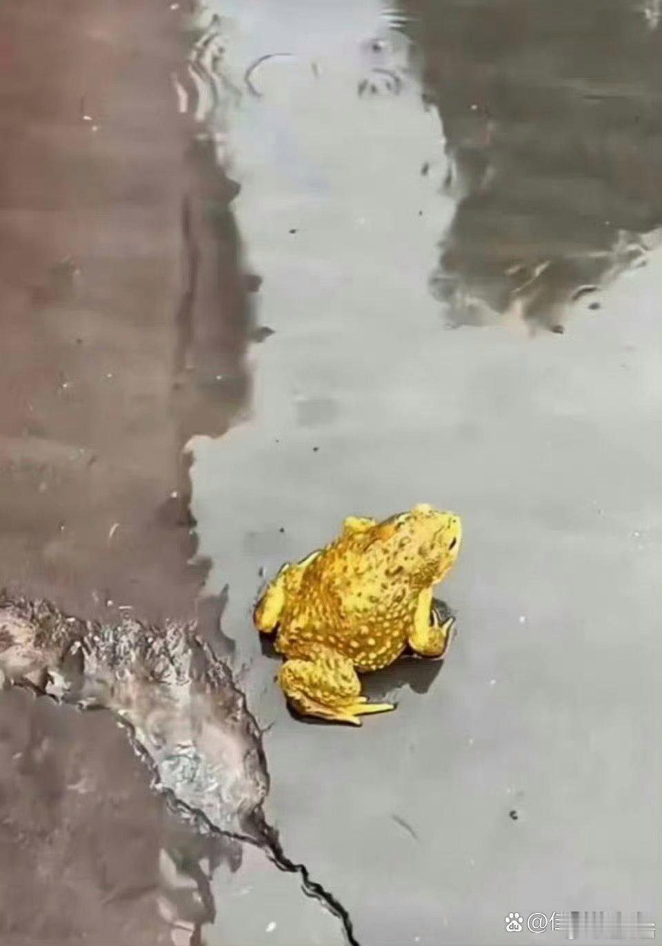 这是金蟾，遇见金蟾，见者发财！ ​​​