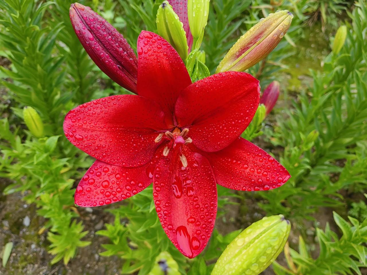 最近和花儿杠上了，看我拍的美不美
