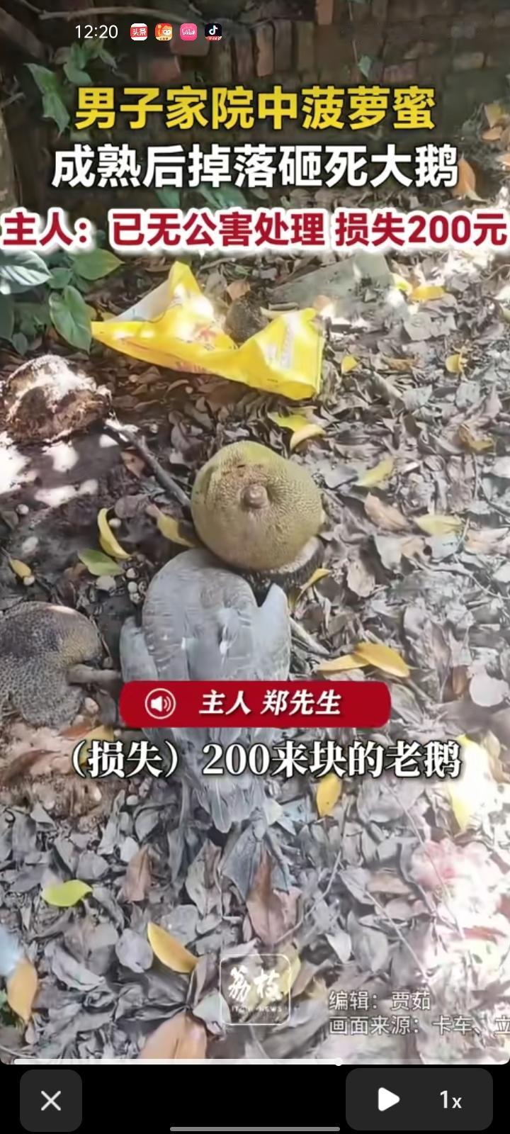 8月10日，广东湛江。网友发视频称，自家院子菠萝蜜成熟后，直挺挺的掉落砸死大鹅。