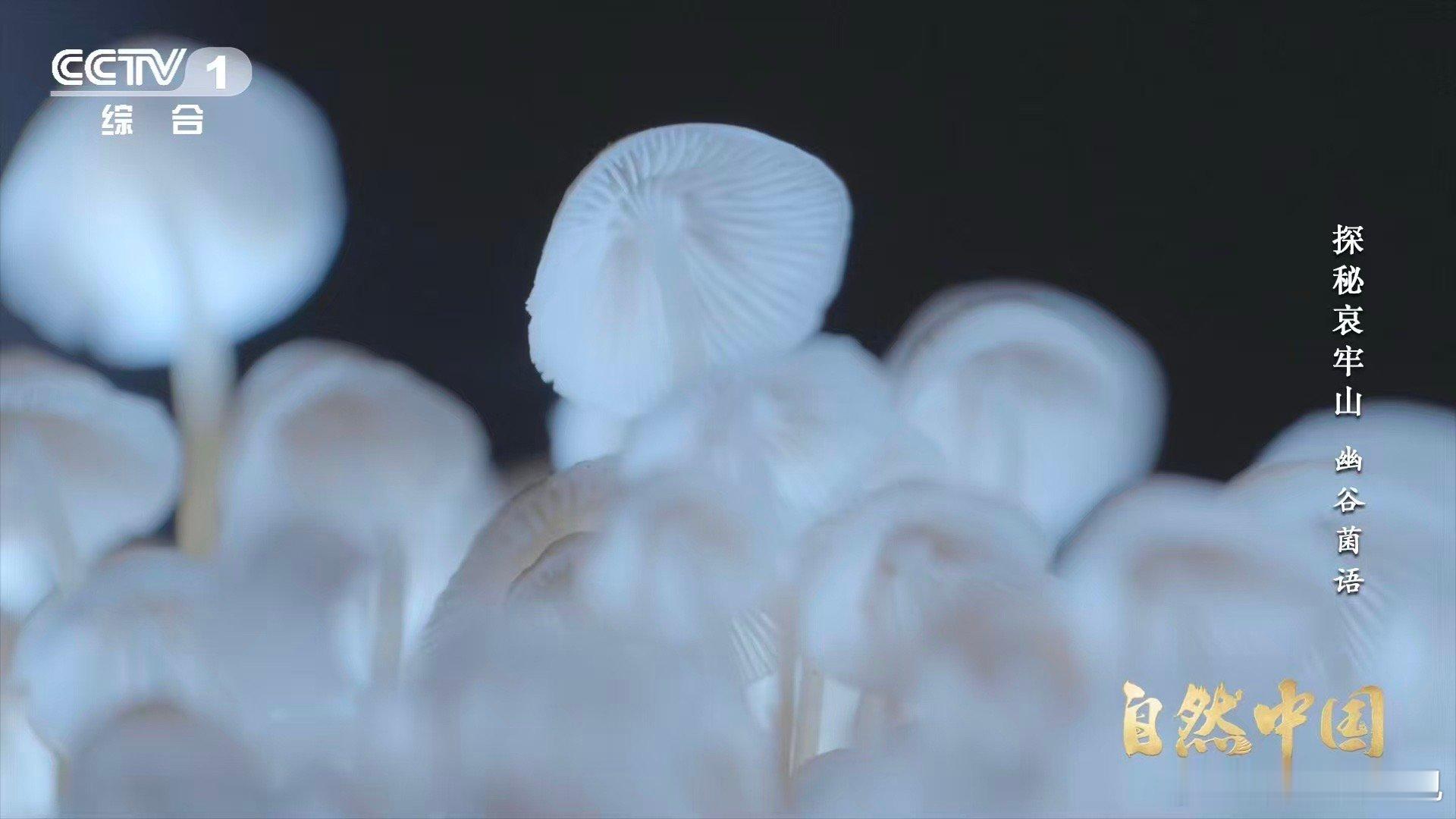 山里有天然小夜灯 哀牢山夜里最忙的不是夜行动物，是蘑菇。它们忙着发光、招揽昆虫、