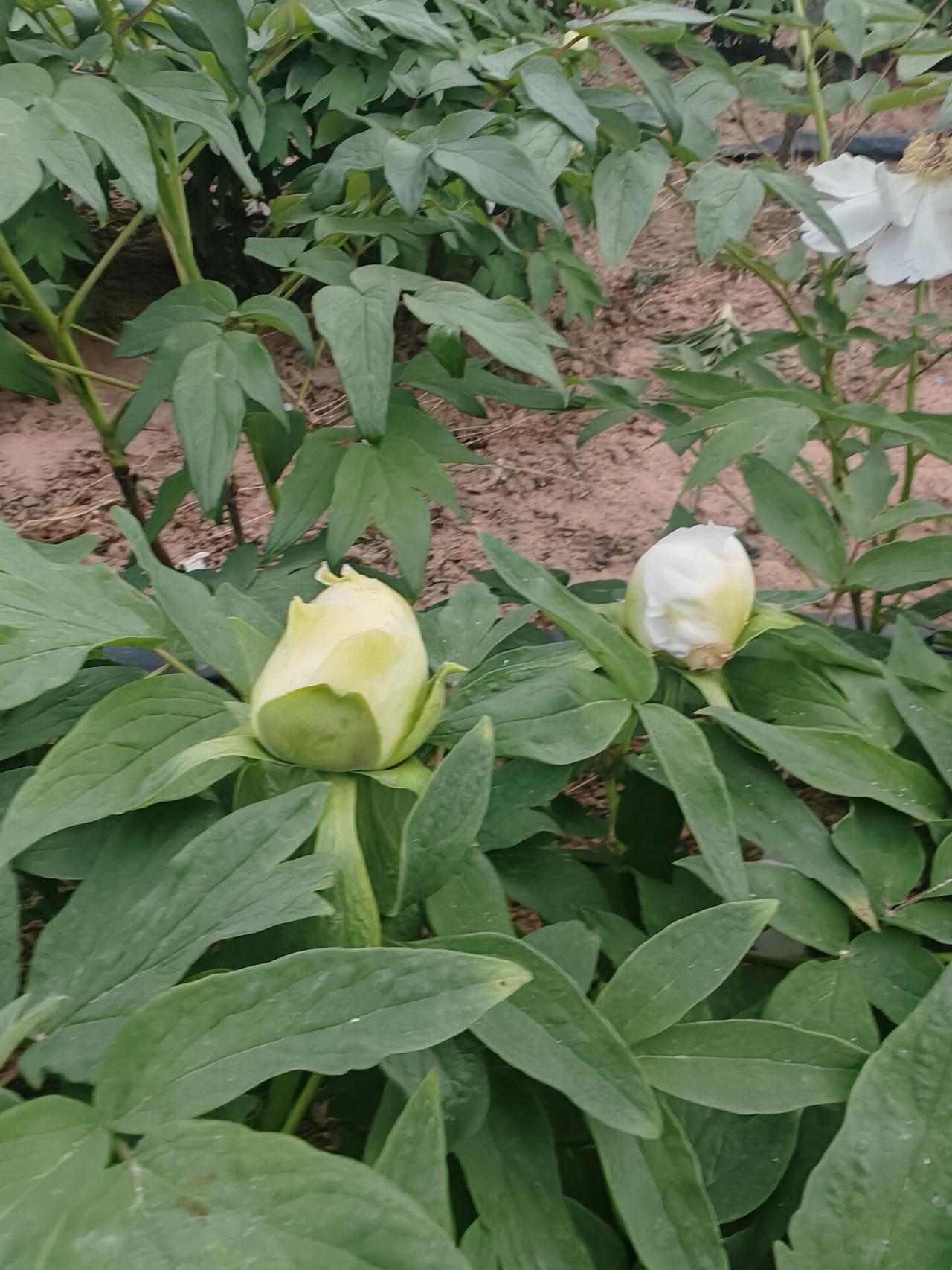 特写镜头下的牡丹春日的牡丹园里，两朵待放的花苞静静立在绿叶间。左边的花苞带着淡淡