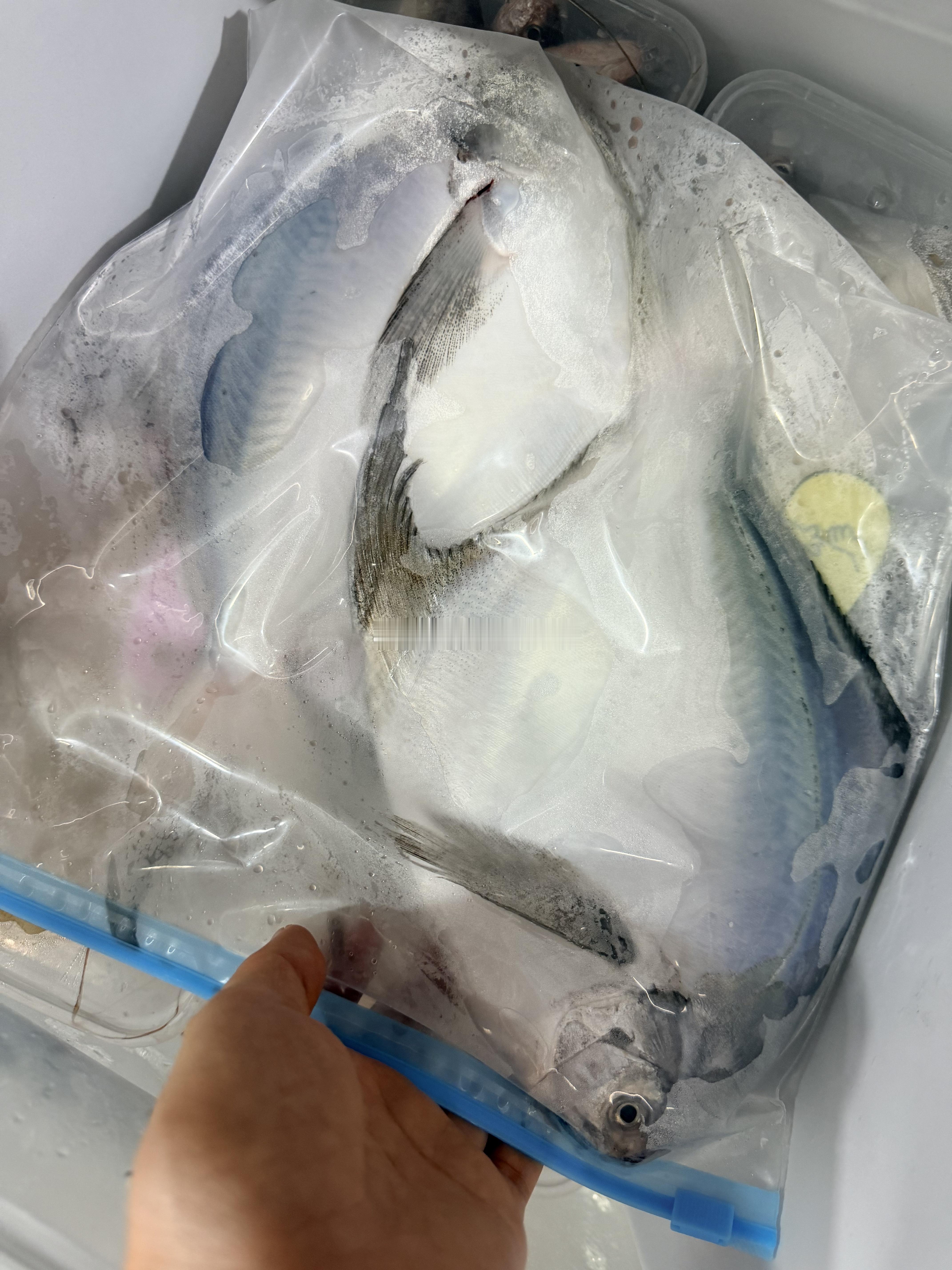 开海了，给女神搞掂新鲜鱼🐟、虾🦐吃吃[色]湛江[超话]鲜美湛江我的美食日记黄