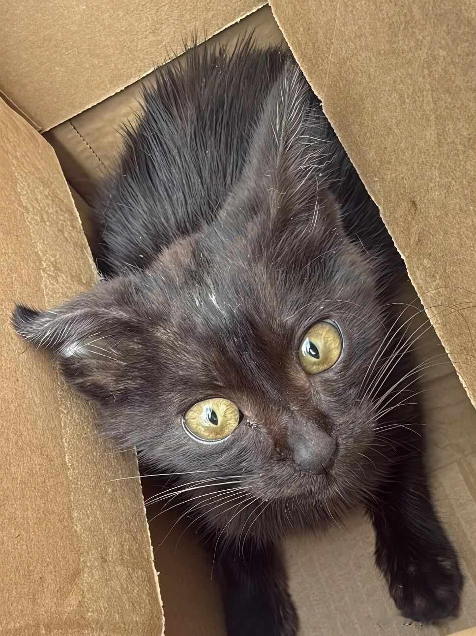 我的小猫咪要做幸福的小猫咪哦
记得捡到它的那一天
那么瘦瘦小小只有巴掌那么大
眼