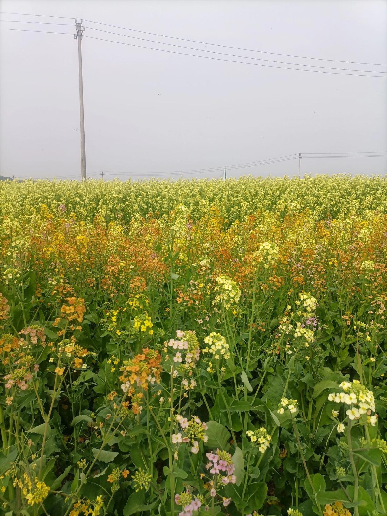 诸暨的油菜花开了，那真是人山人海锣鼓喧天[呲牙][捂脸]，打车缓慢过高湖大桥，来