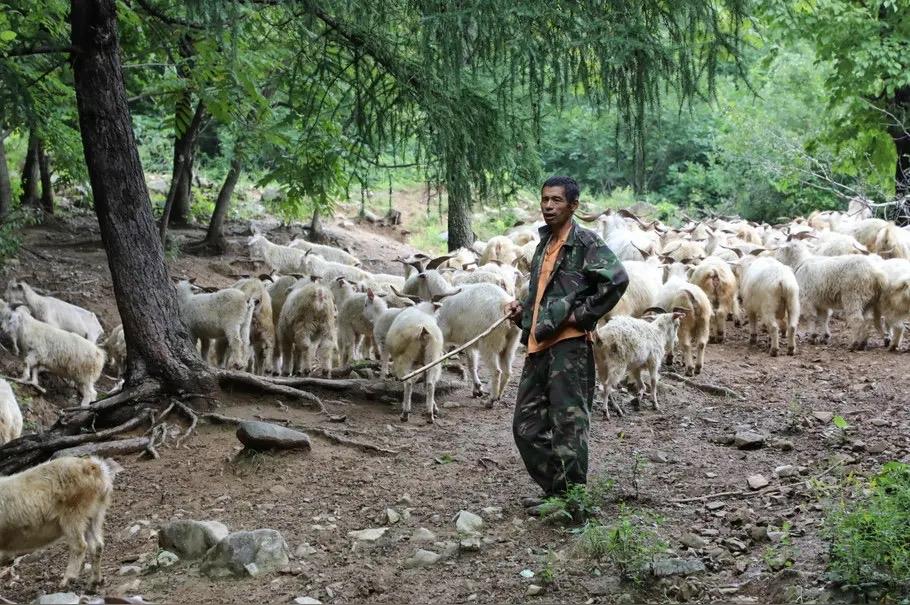 小舅子养了三年羊，钱没挣到，却染上了布氏杆菌。

这是人畜共患的一种疾病，养羊人