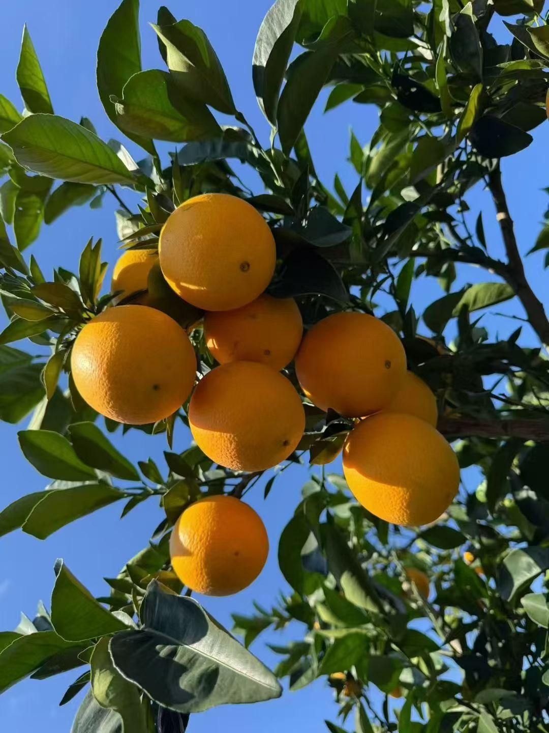 自家山头种的赣南脐橙，带着赣南山间的阳光味！甜度早飙到15+，咬一口爆汁，酸甜直