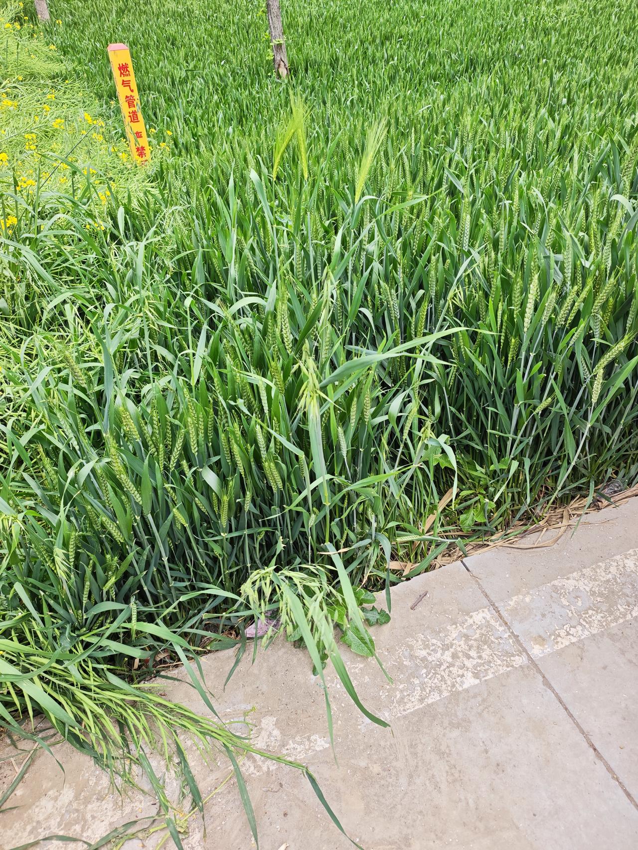 大麦：适应性更强，能适应多种气候，种植范围更广，是全球种植面积第四的禾谷类作物。