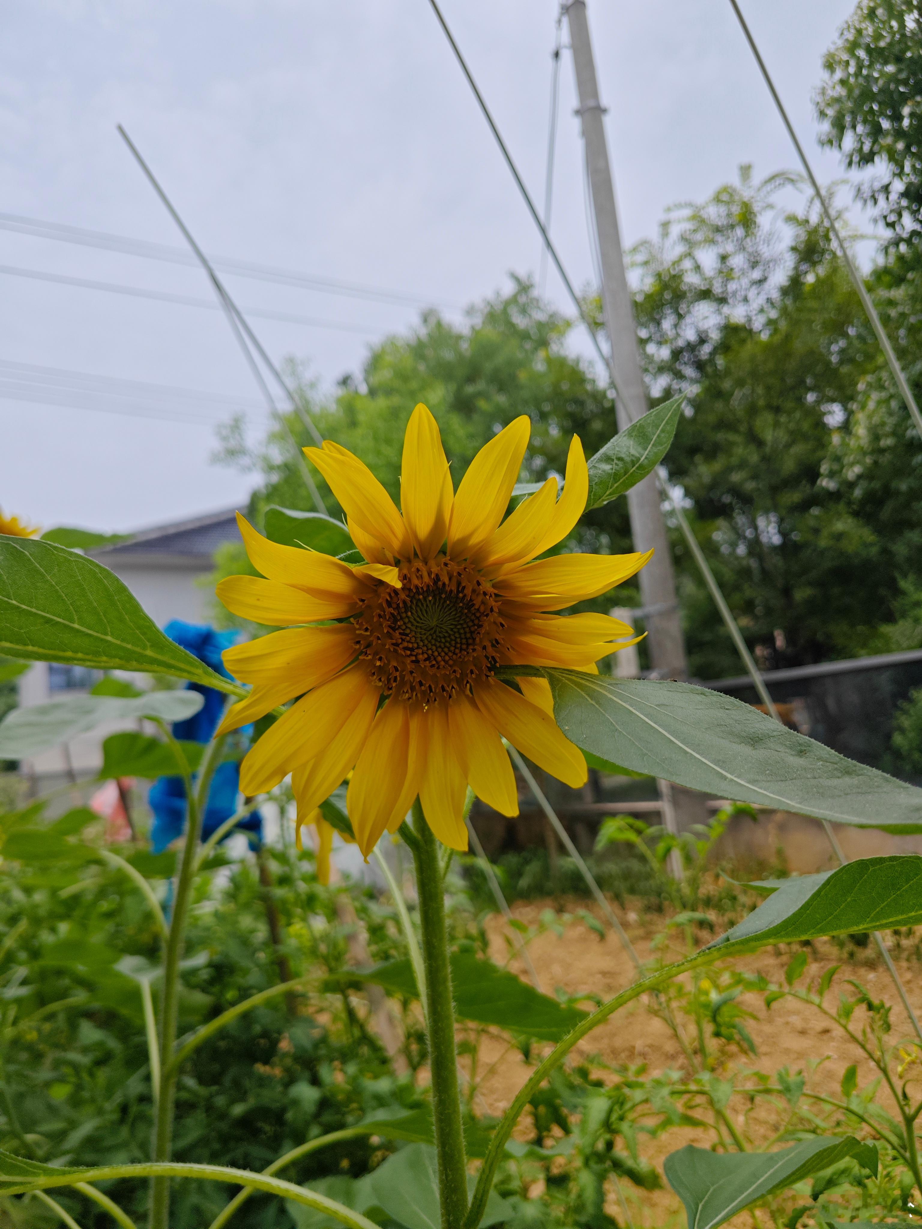 贾浅浅被指涉嫌抄袭 教育厅最新回应早安🌻向日葵悄悄绽放，心向暖阳，日子慢慢发光