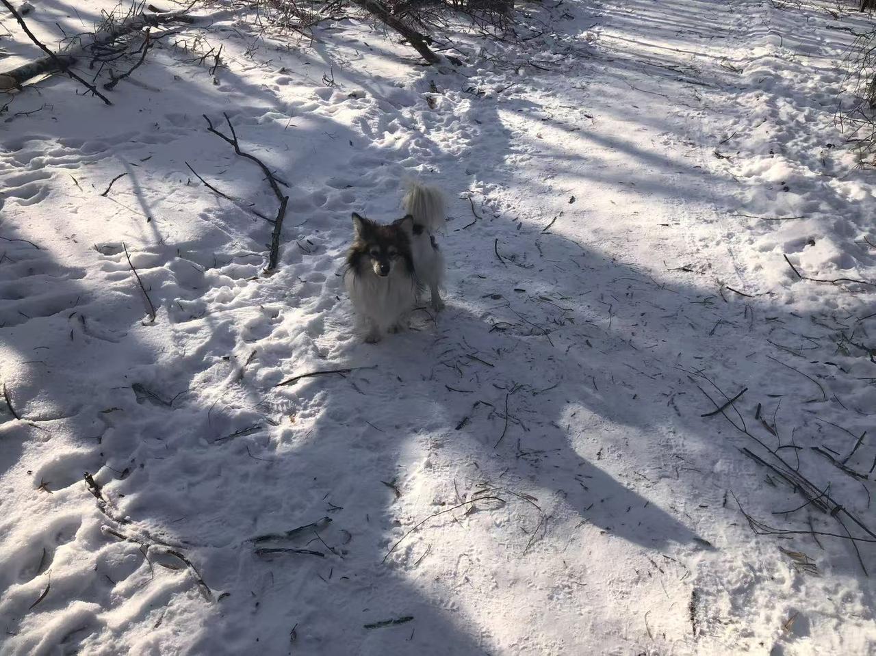 下雪的时候你最想干嘛呢出去遛狗