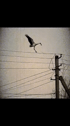 好好的一个家就被强拆了，鸟儿的心情是可想而知的，搭建这样一个家，需要花费很多时间