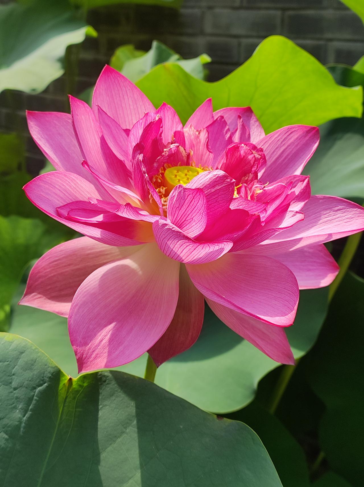 夏天的花