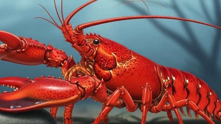 龙虾如何完成了从贫穷和惩罚象征华丽转身到高档美食 在17世纪到18世纪初的新英格