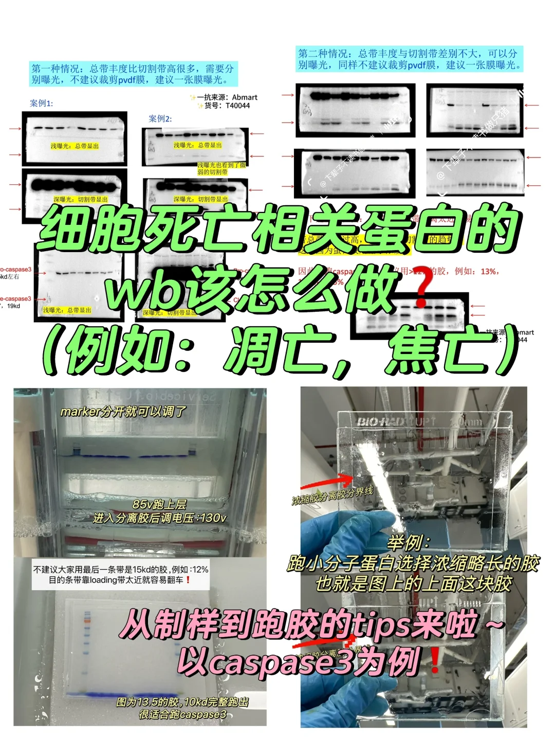 凋亡or焦亡相关wb怎么做❓（以caspase3为例）