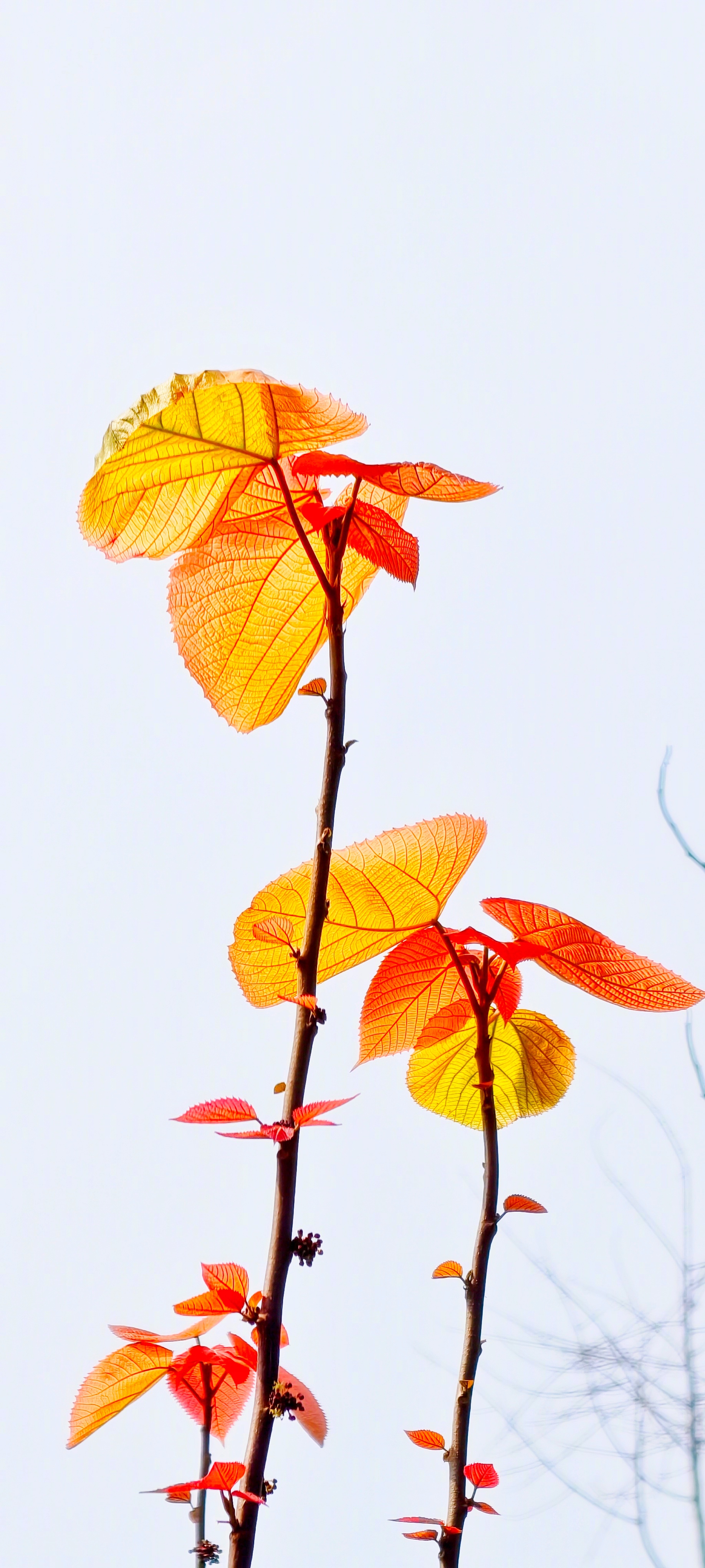 【心在旅行】    脉络织金透晓光    半染霞红半染黄………………………… 