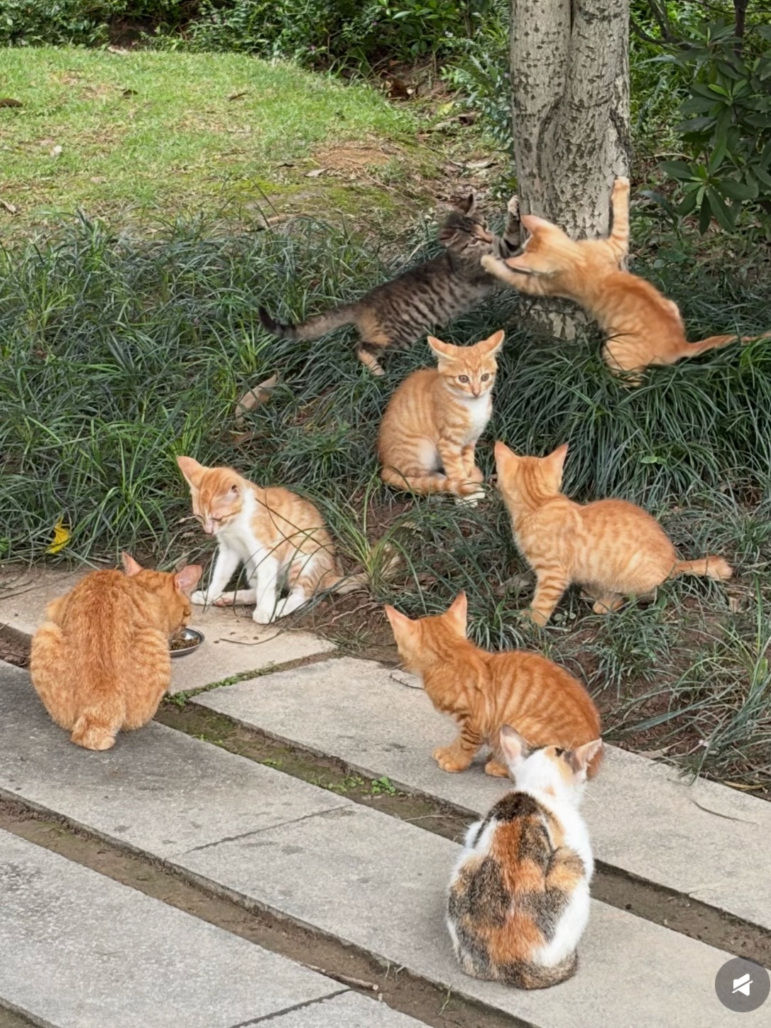 猫军团 