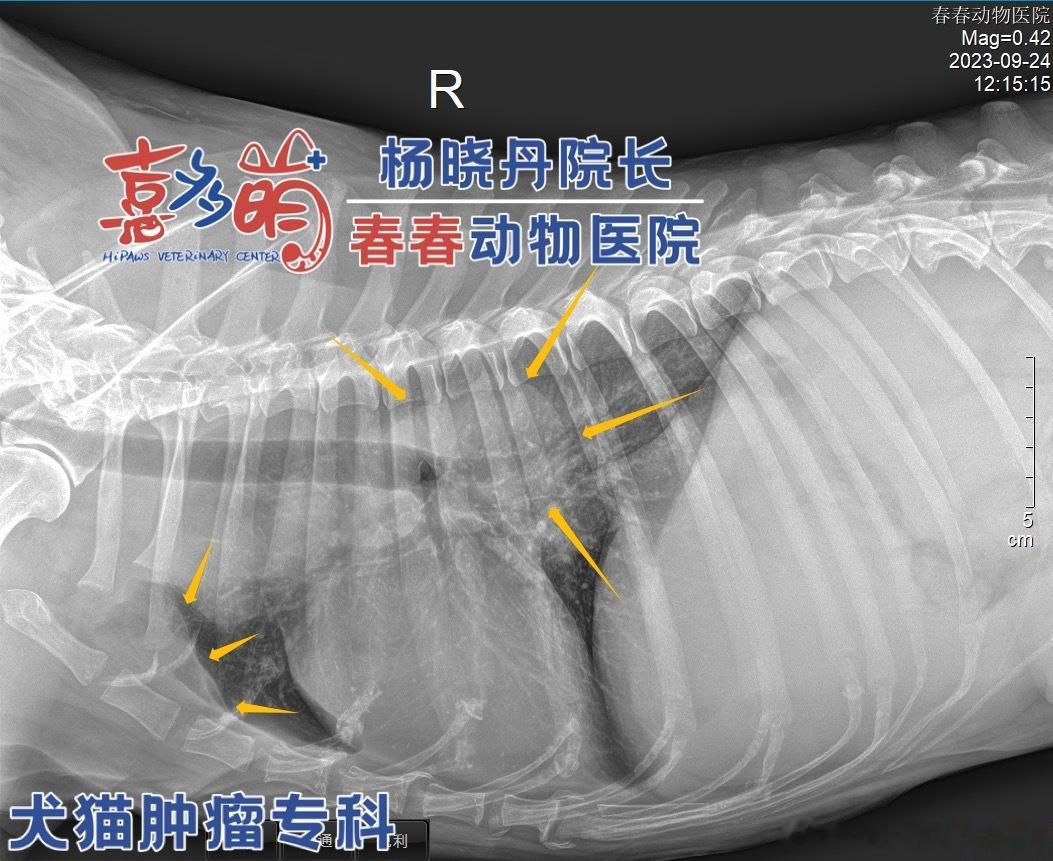 #犬猫肿瘤科##狗狗淋巴瘤# 淋巴瘤的患者非常多，今天来的狗子，在做临床分期（所