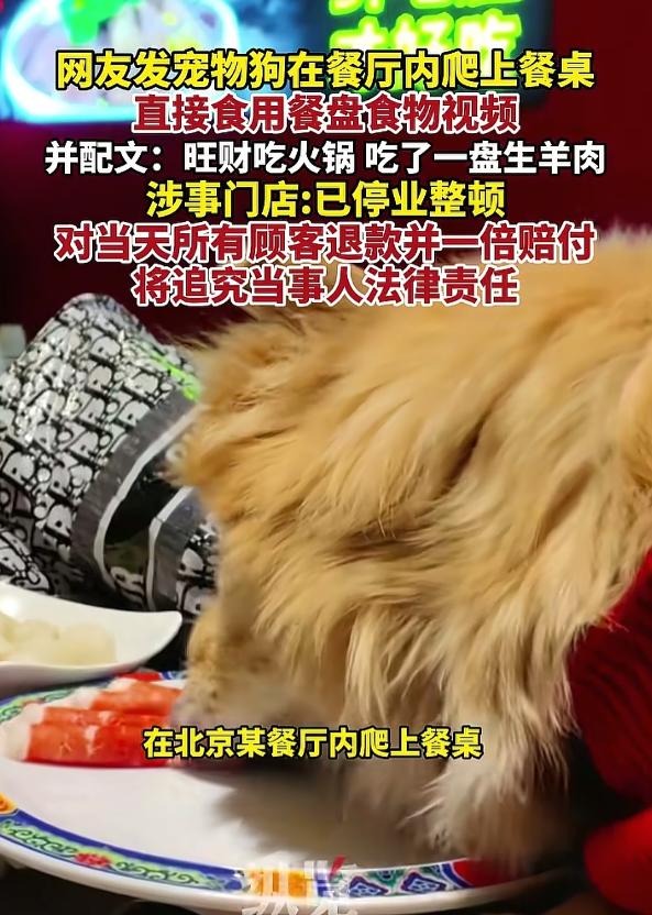 真无知！去人家店里面吃火锅，还纵容自己的狗上桌吃碗里的，女子还把视频拍下来发网上