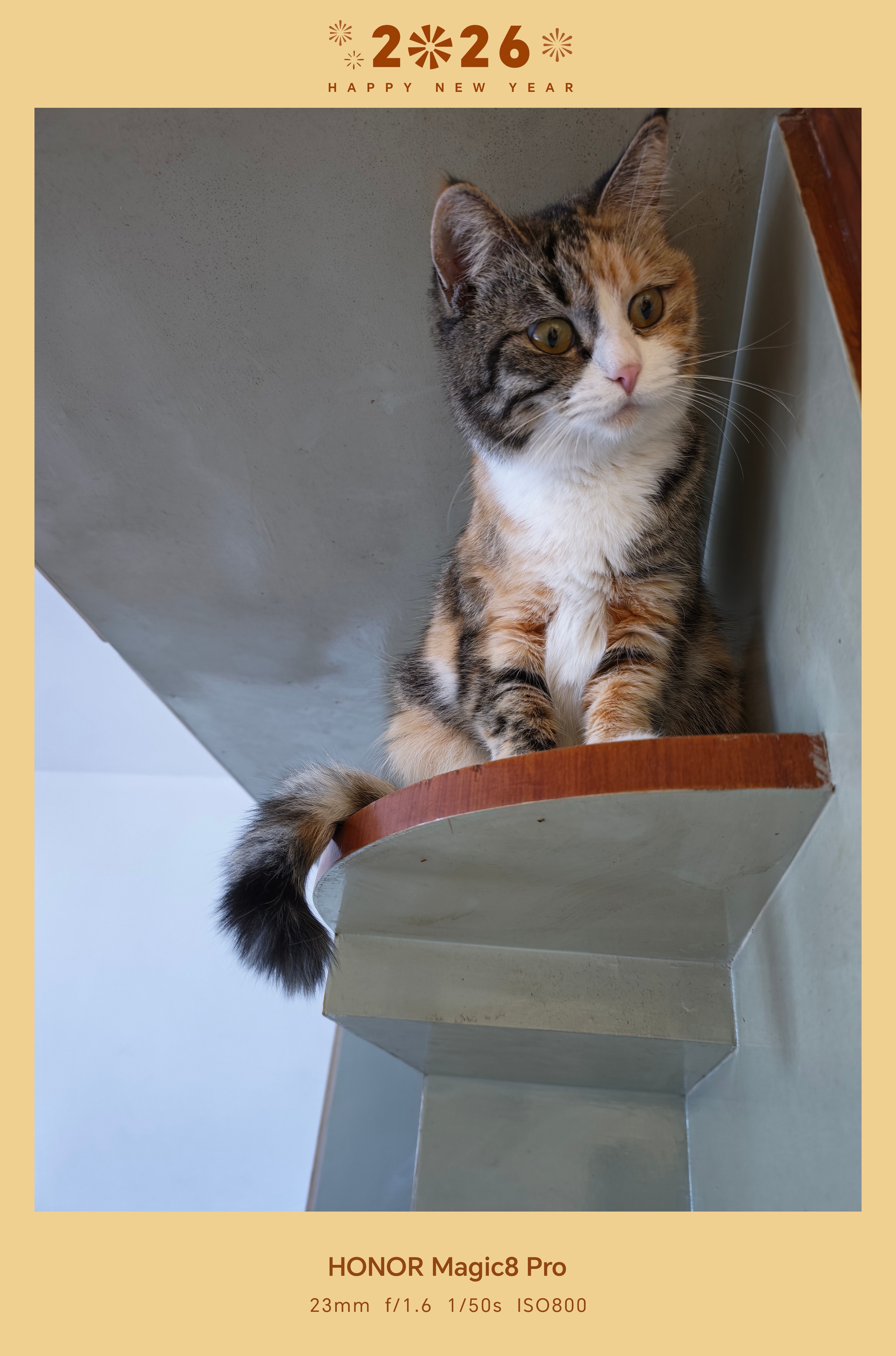 快上车吧 一只美咪突然出现耀子2026水印快点用起来！好看捏～跟我的咪^>⸝⸝⸝