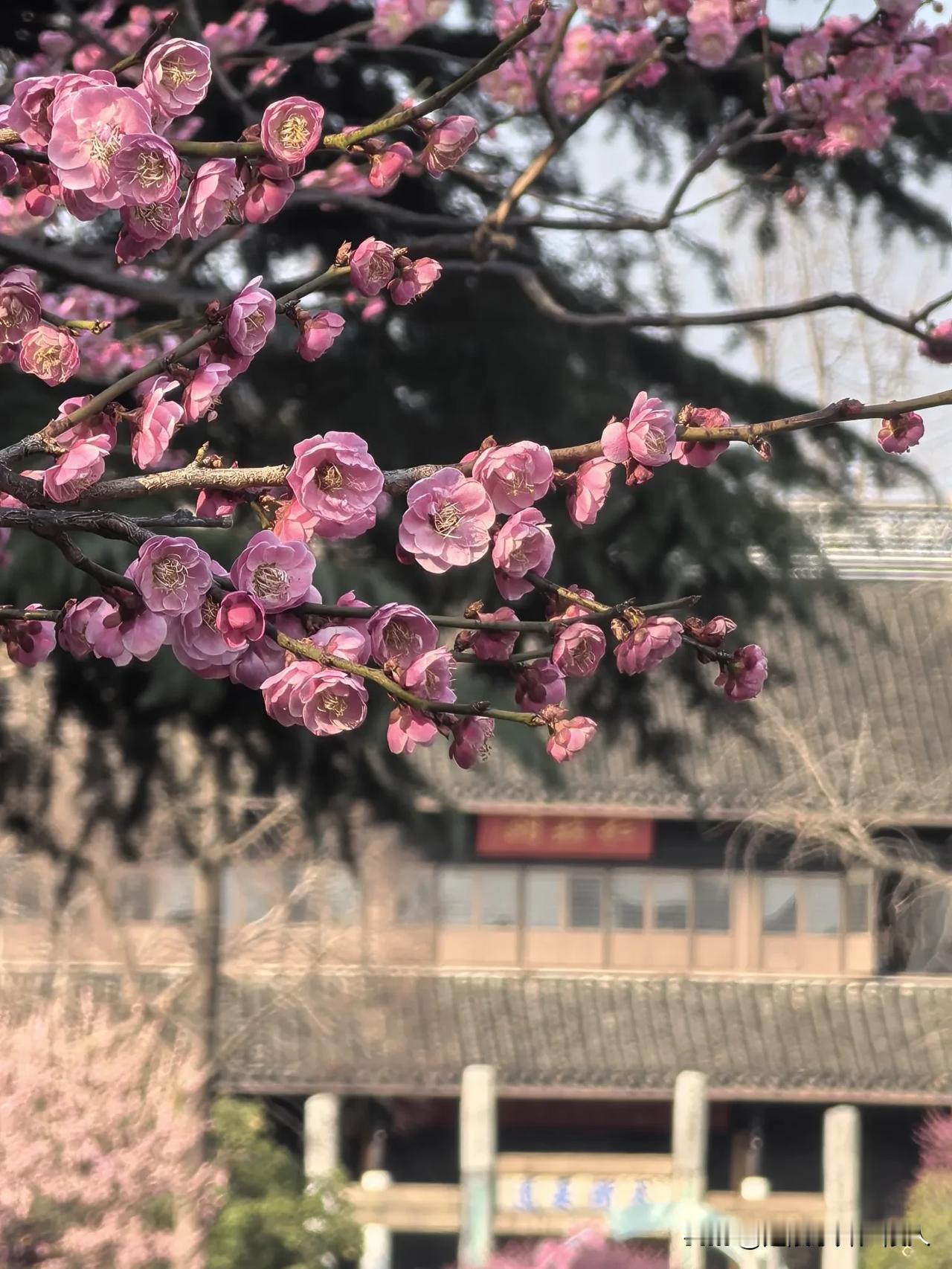 梅花盛开，常州红梅公园游人如织。
春到江南花似锦，又是一年好时光。