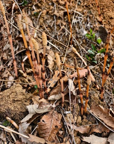 4月16日，辽宁大连庄河大营镇，一名8岁男孩跟着家人上山挖野菜，突然指着地面告诉