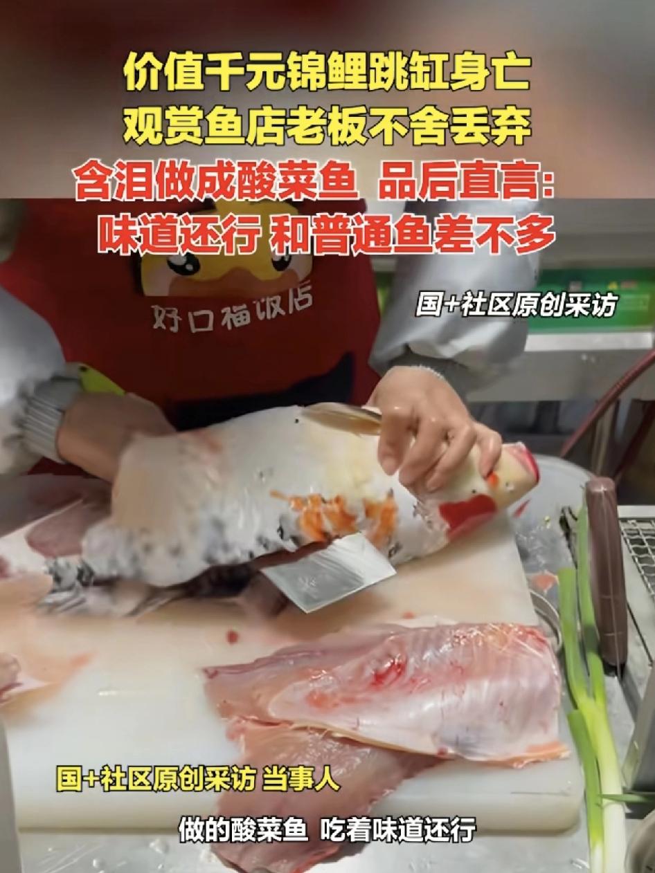 河南南阳一男子家里饲养的千元锦鲤跳缸死亡。男子不舍丢弃，只能含泪把它做菜做成了一