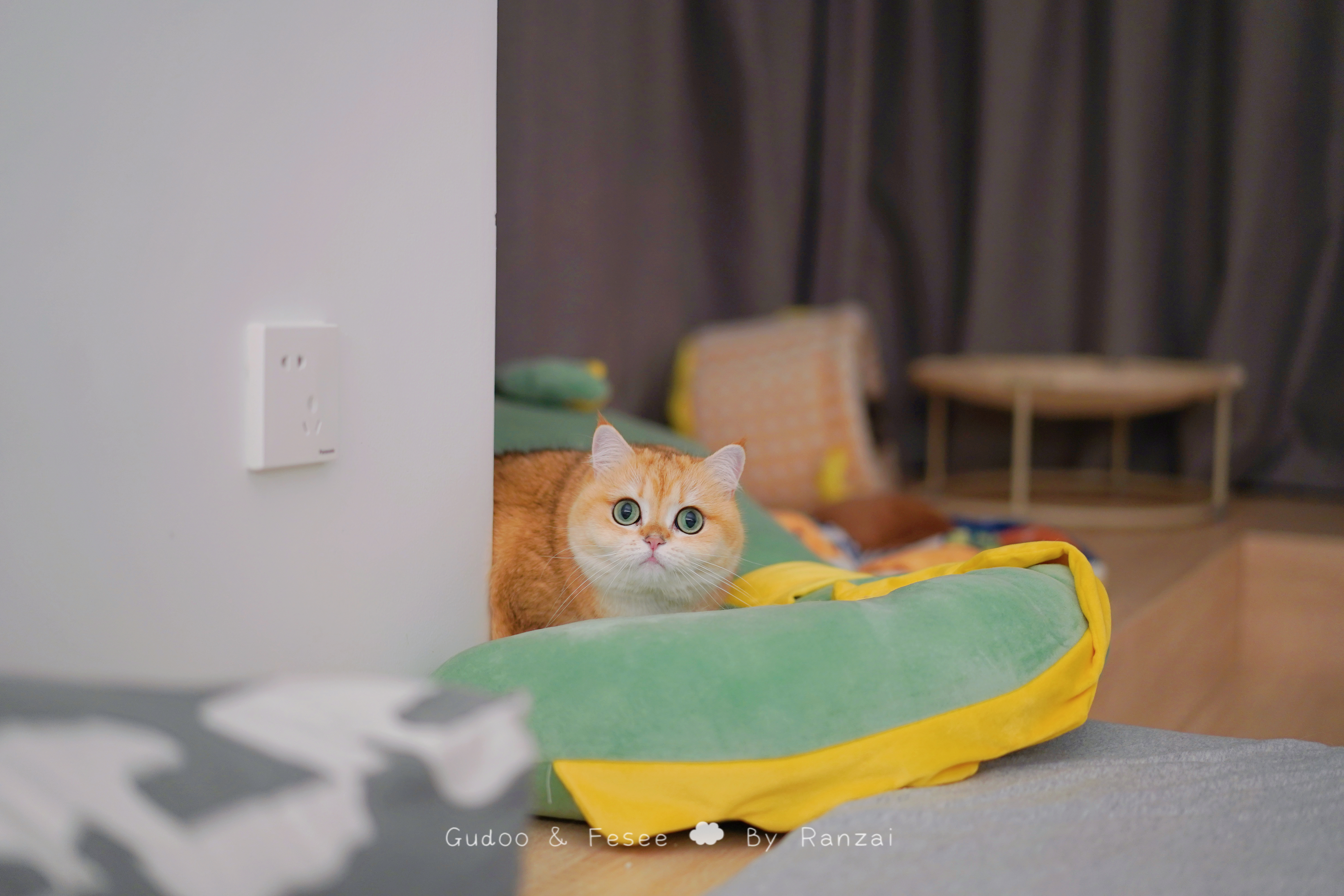 臭宝猫猫祟祟[打call]#菇冬怎么肥四[超话]##春日萌宠随手拍# ​​​