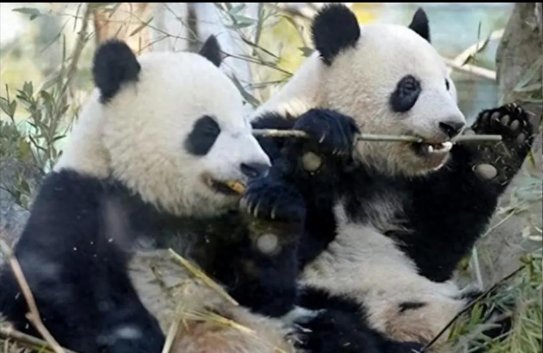 如果没有熊猫，你会为什么去上野？