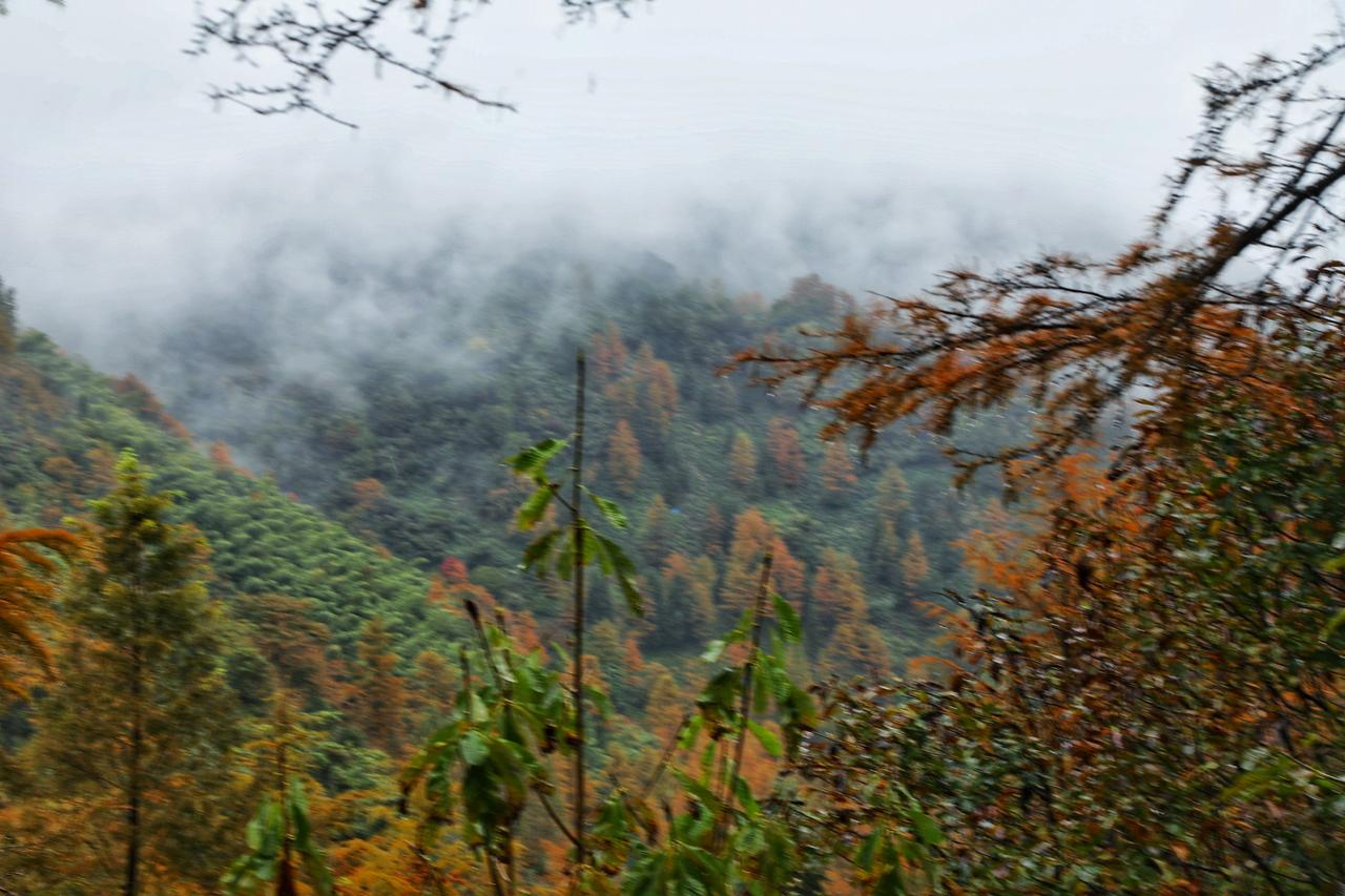 立冬节气，秋意却未走远！
在浙江湖州安吉的深山里，一场雨正把秋天最后的绚烂，酿成
