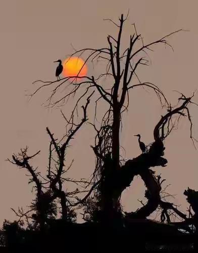 上联：古道独行客
下联：枯树单只鸦