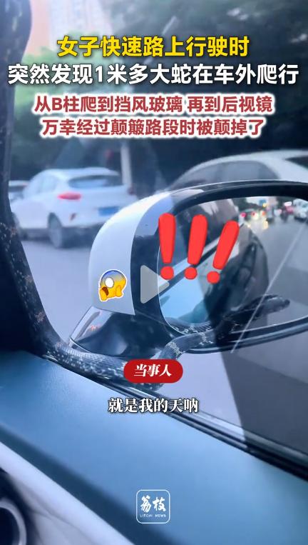 “头皮发麻！”女子驾车在快速路正常行驶，突然发现一条 1 米多长的大蛇在车外疯狂