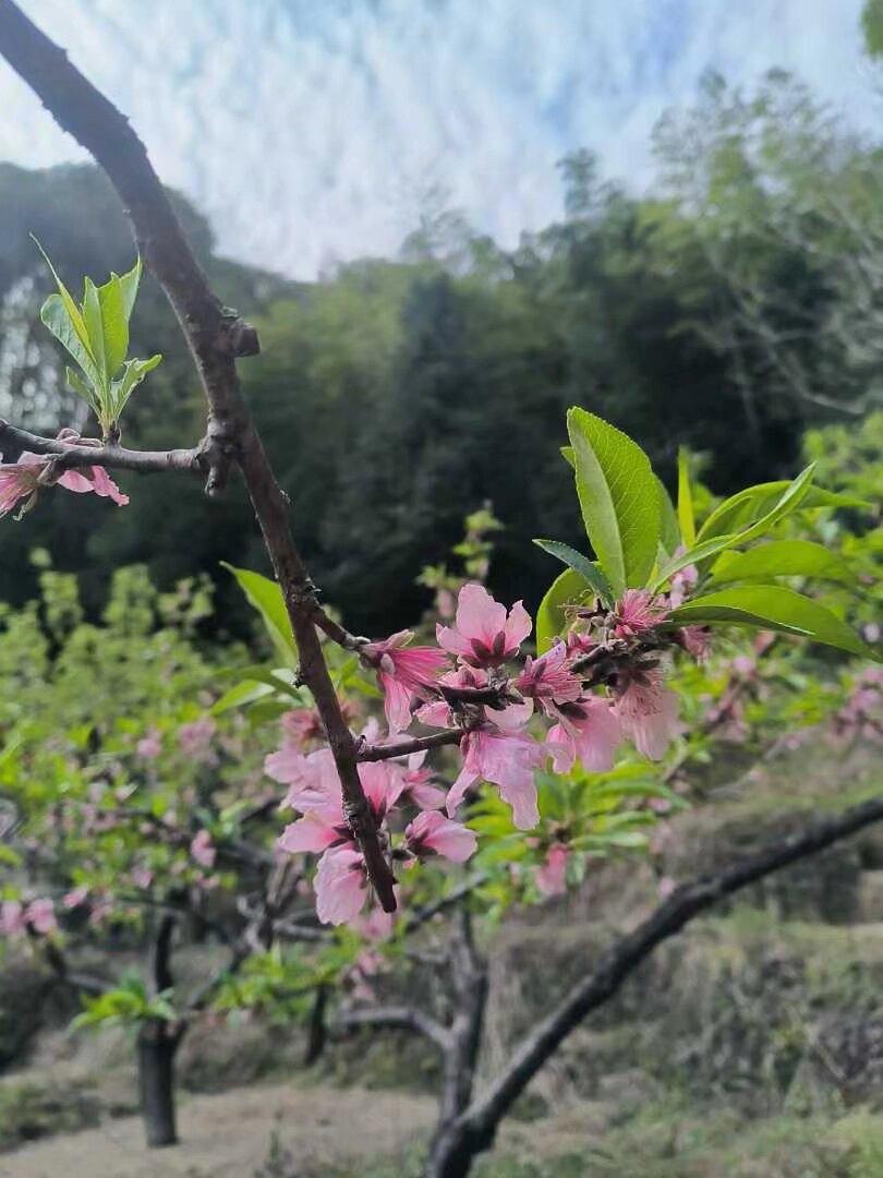 翻相册看到那些花花草草，满满都是生活小确幸。有菜场门口 5 块钱买的栀子花，插在