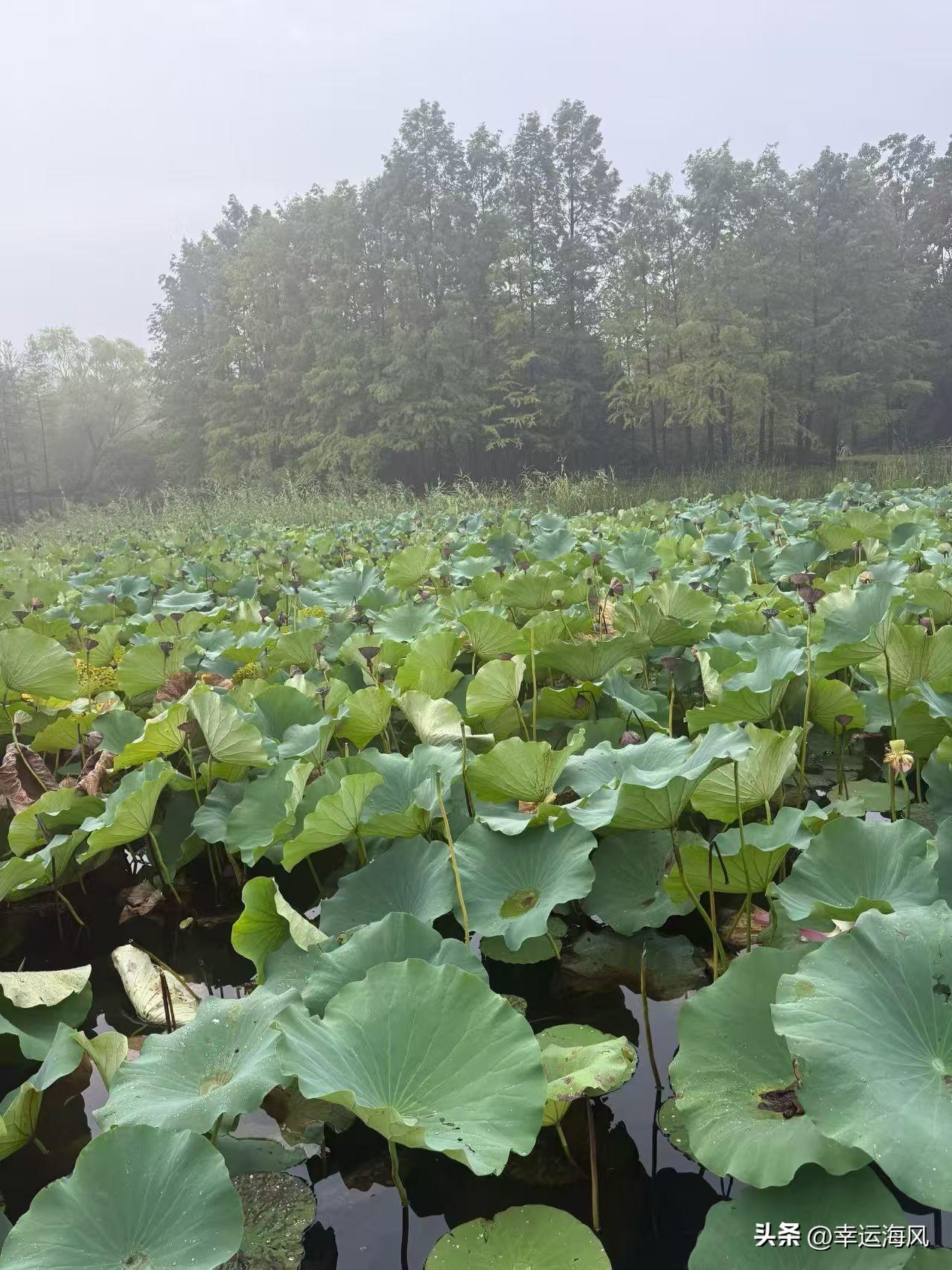 今日分享随手拍照片