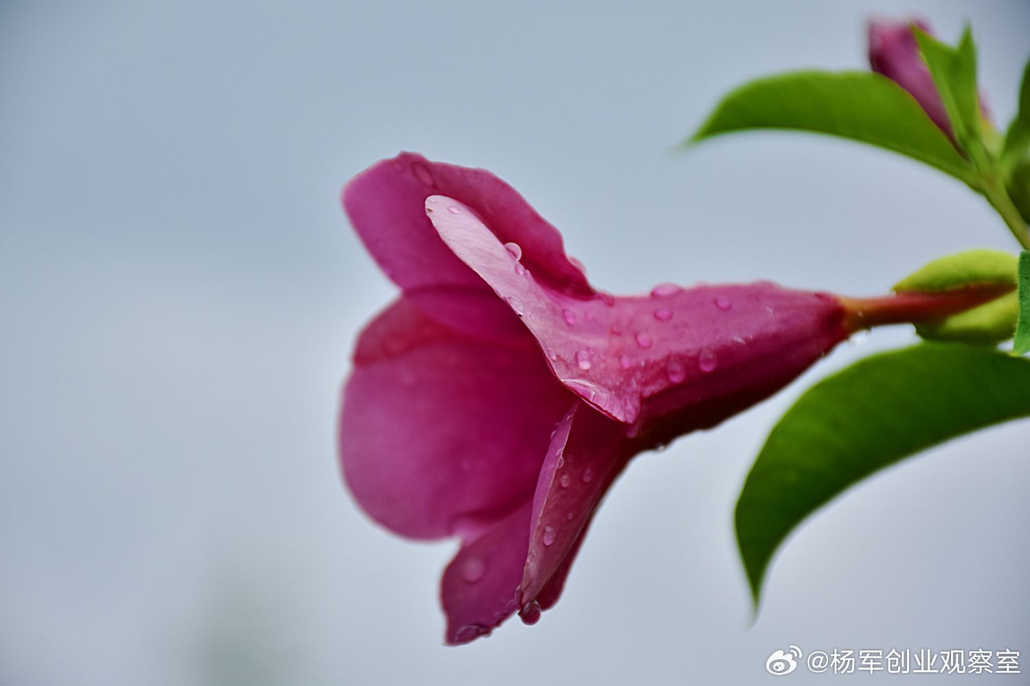 最近好多中介打电话推销：“老板，注册几个个体户，用核定征收，综合税负只要1%，比