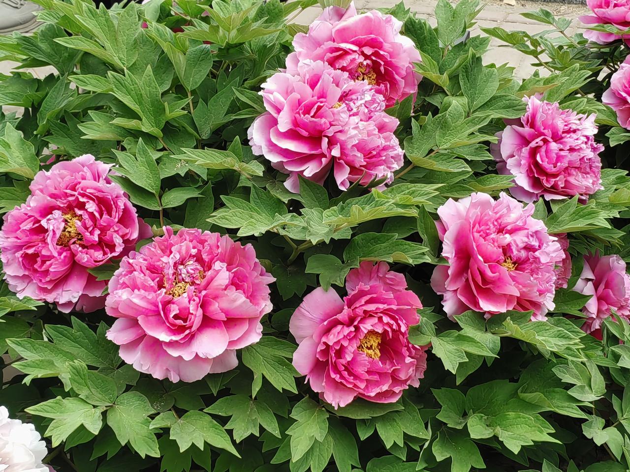 车票挺难抢啊。
    想想得有三四年没去北京市了，这个五一节去北京市凑凑热闹吧