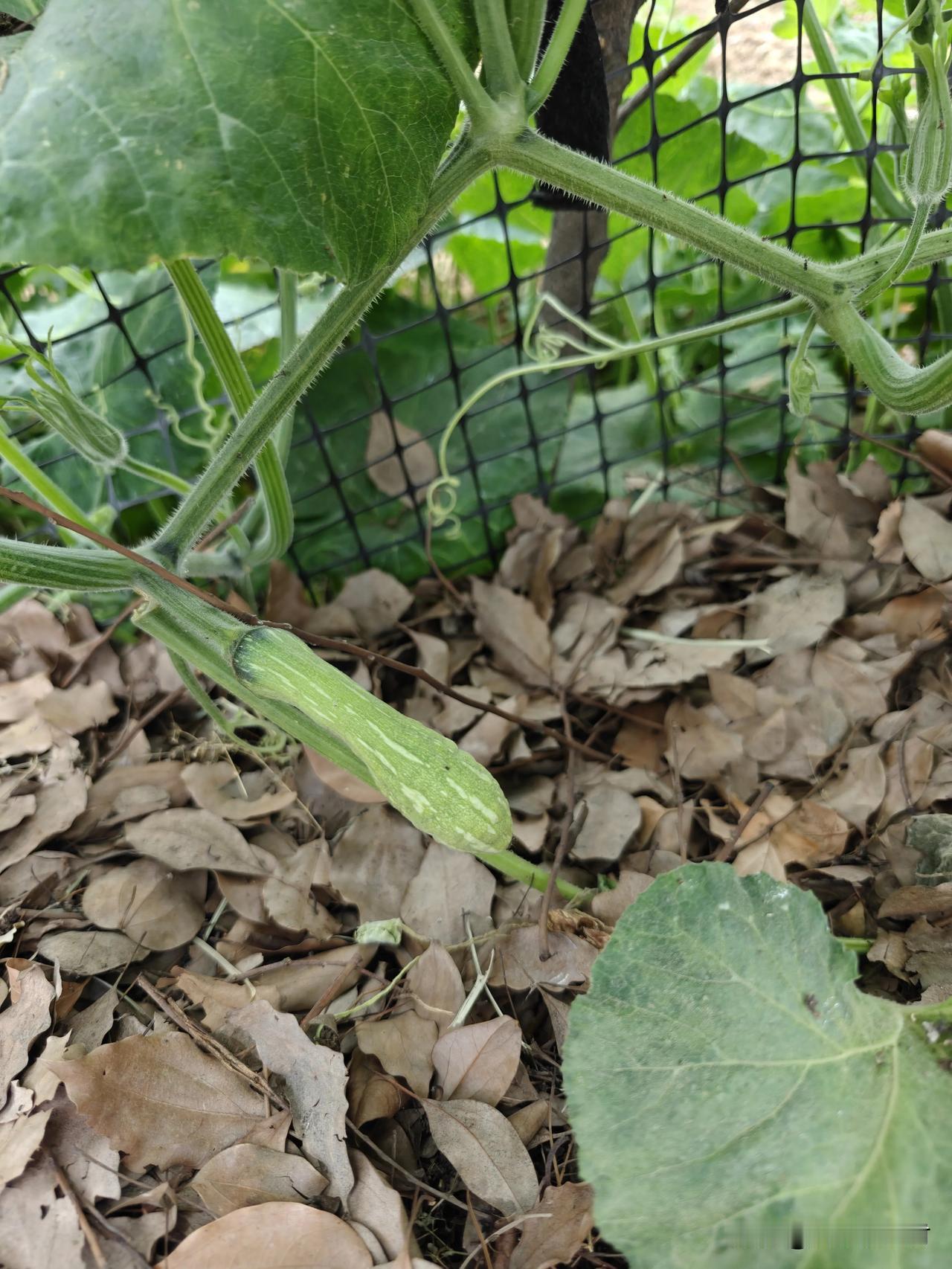 自家种的南瓜，藤子长得绿油油的，可全程只开雌花、一朵雄花都不见。
好不容易长出小