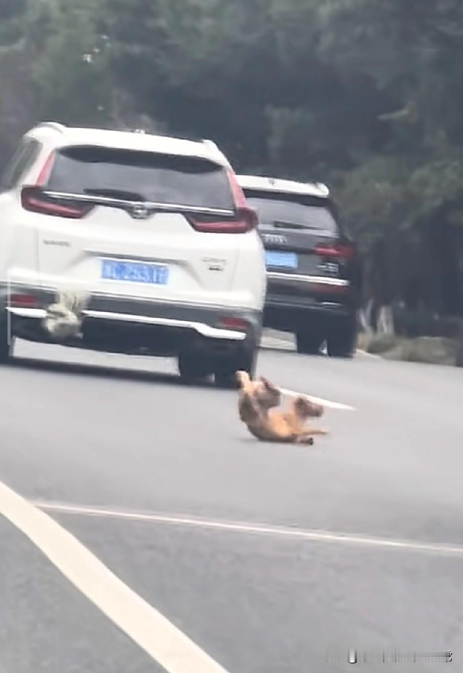 过年回家千万别把狗挂外面！
 
今天在高速上堵着，远远就看见一辆白色SUV屁股底