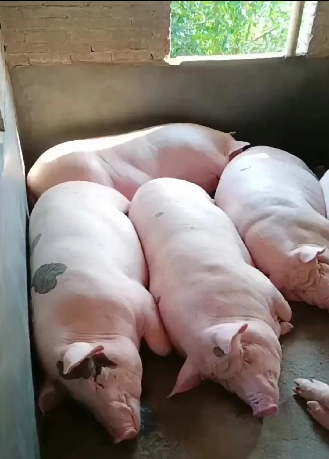 在中国，猪头、猪鼻、猪脸、猪脑、猪耳朵、猪肚、猪小肠、猪大肠、猪腰子、猪肝、猪肺