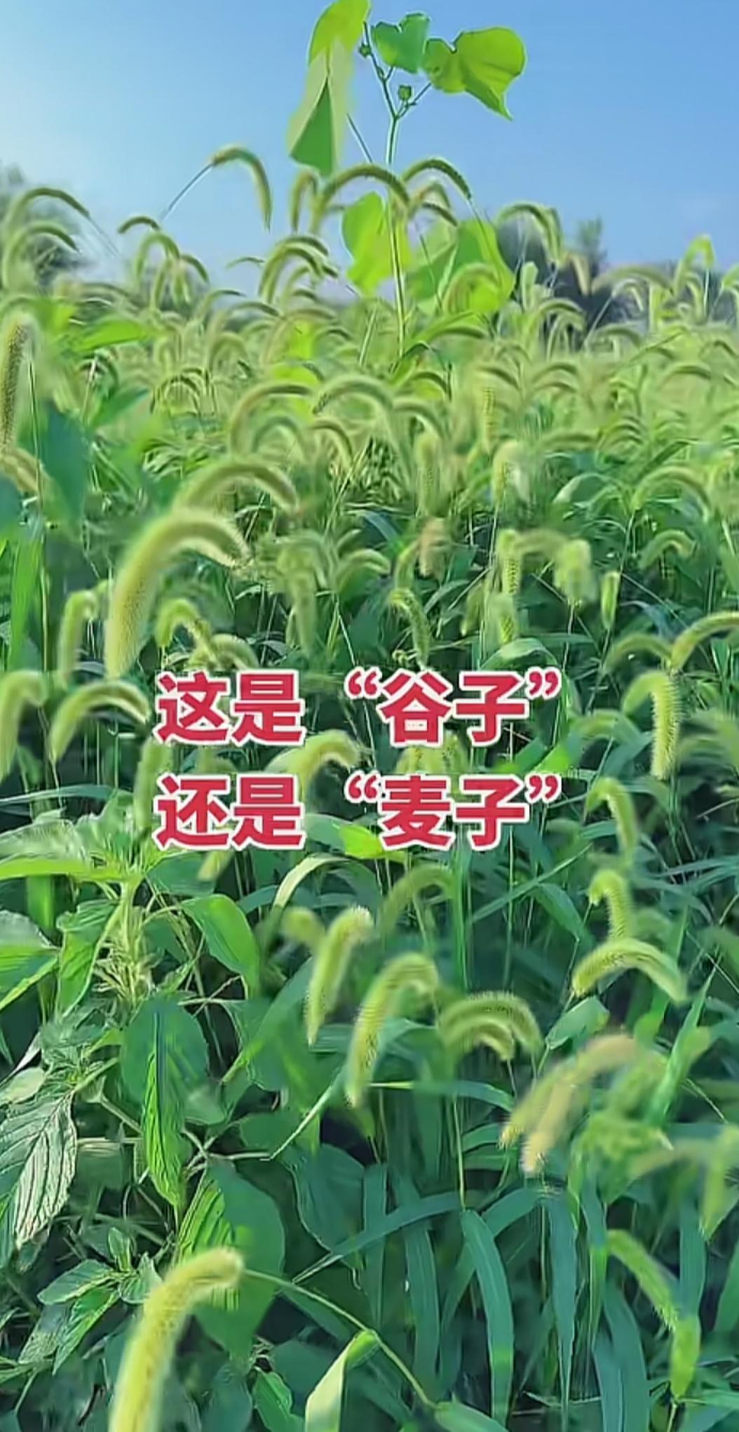 分享一张你最近随拍的照片是不是“狗尾巴”草？