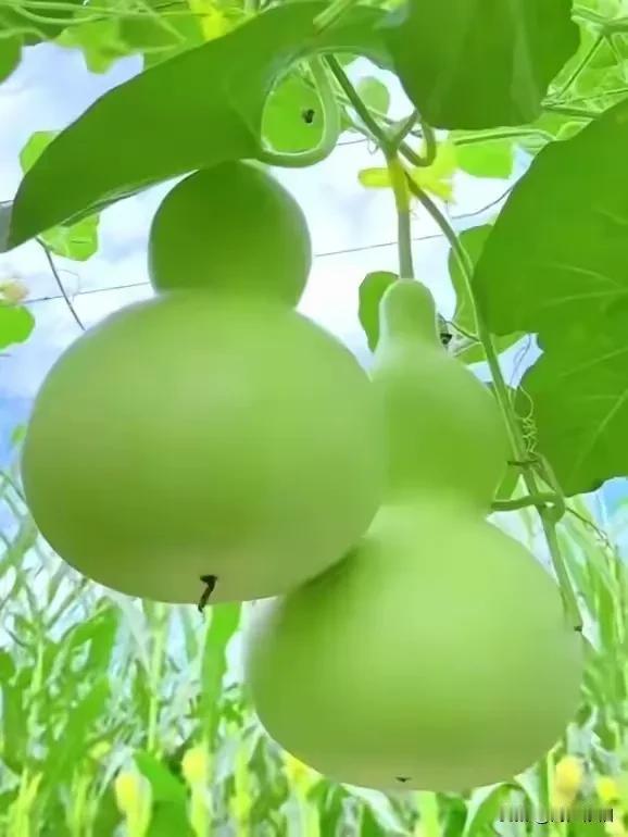 《卜算子·惜取今朝》

世事莫追思，
过往皆成渺。
最好光阴是今朝，
休被尘烦扰