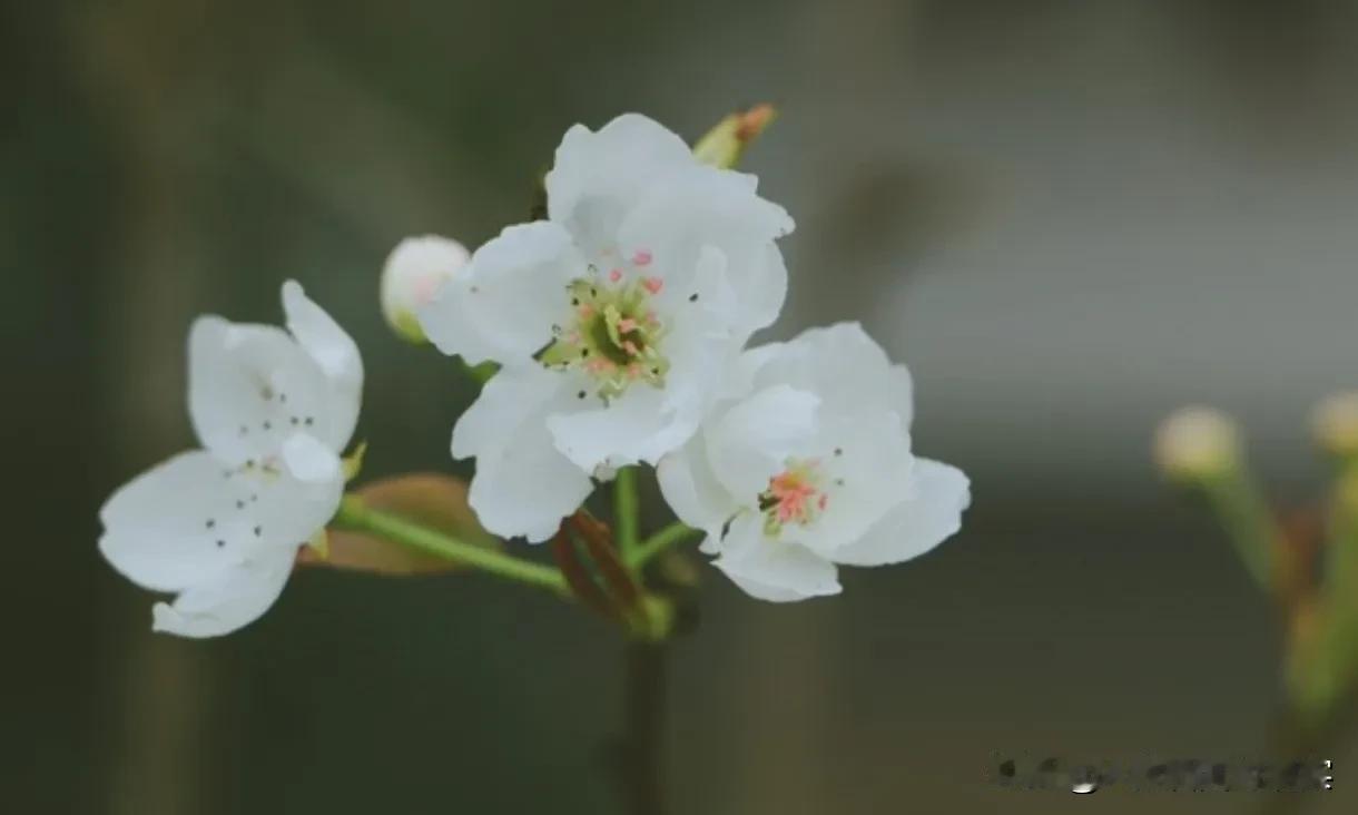 在现代社会中，异地分居已成为一种普遍现象，尤其是在婚姻关系中。许多因工作、学习或