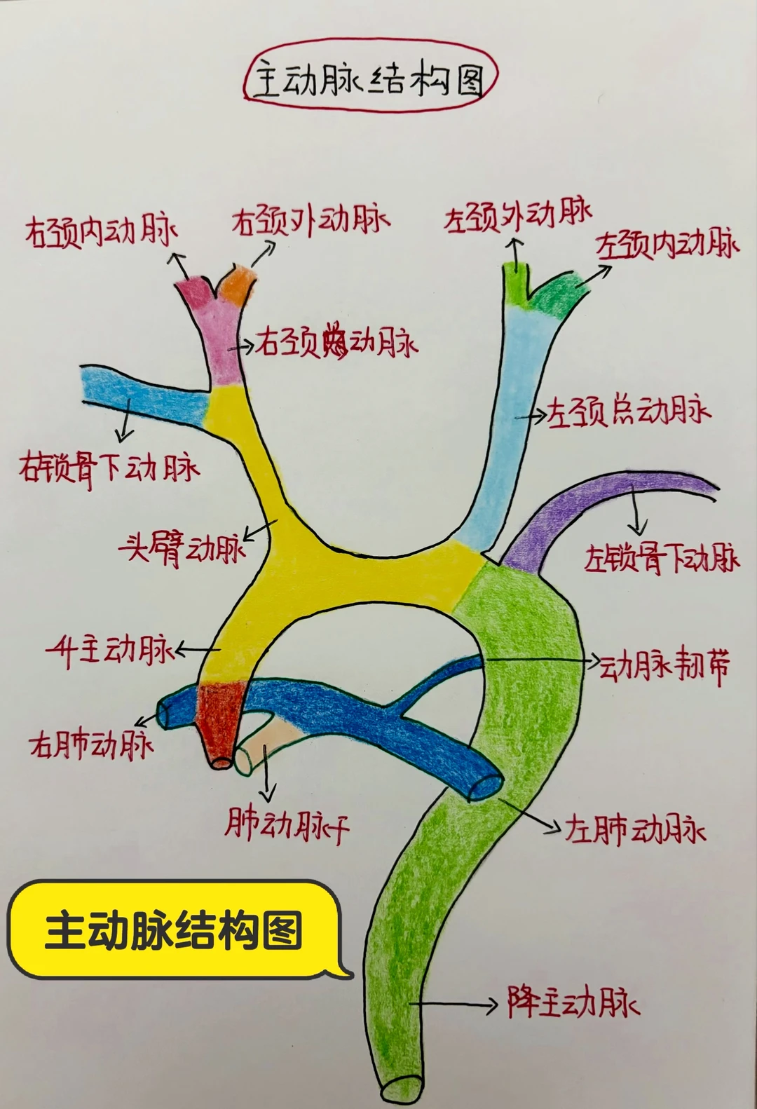 今日学习打卡——主动脉结构图
