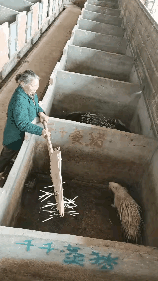 养豪猪，难道是为了要它的刺吗？豪猪身上的刺有什么作用吗？