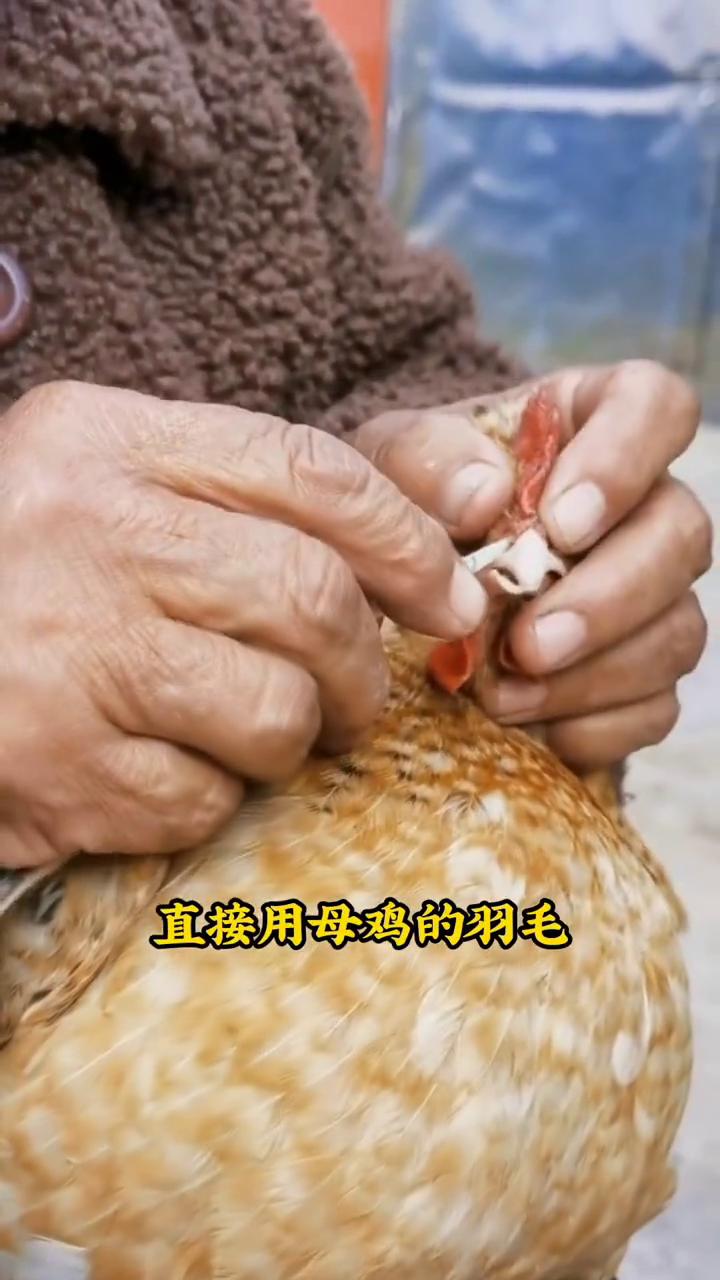 为什么给母鸡穿鼻孔？老一辈传下来的小妙招。
给母鸡穿鼻子，直接用母鸡的羽毛刺穿鼻