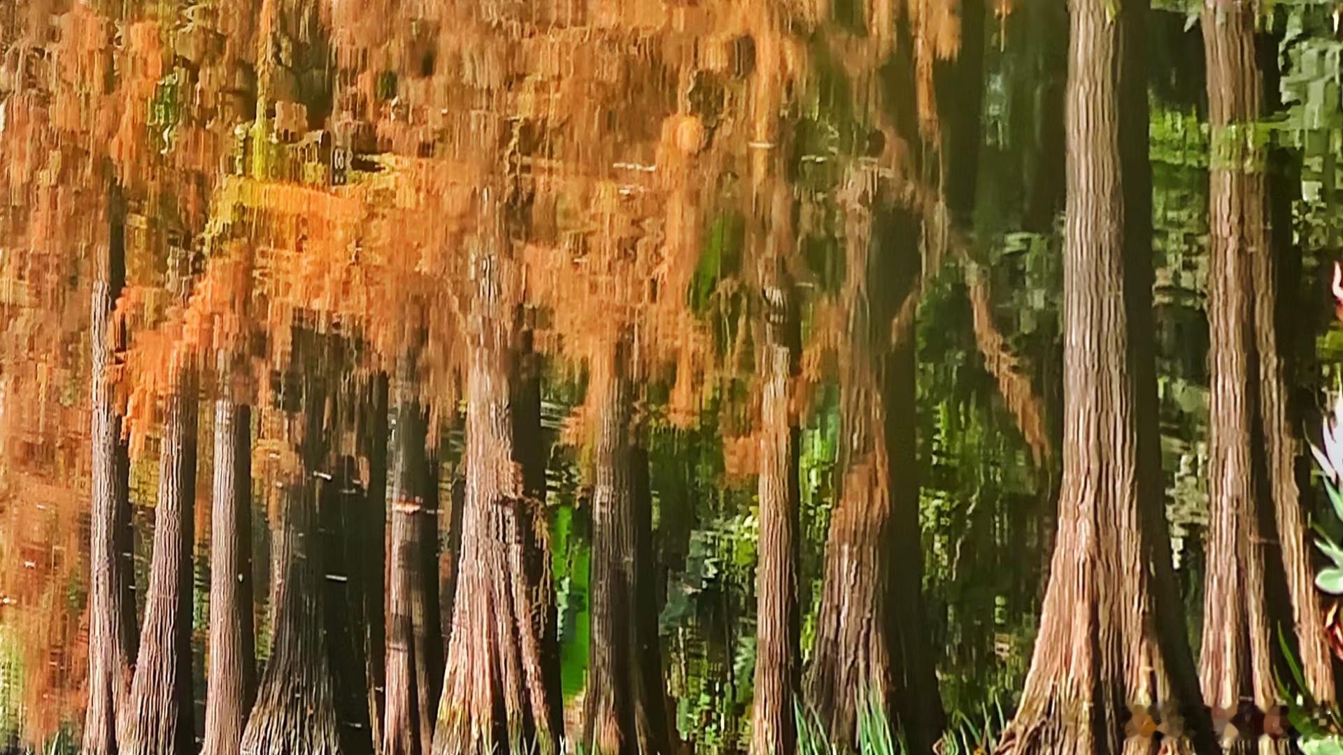 寒水盈盈映彩林，斑斓树影醉人心。微风拂过波光漾，恍若仙乡画里寻。 
