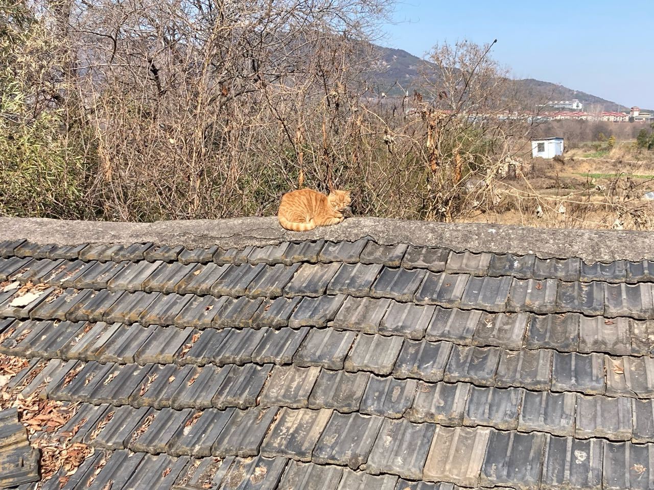 7495【🐱】屋顶猫猫 