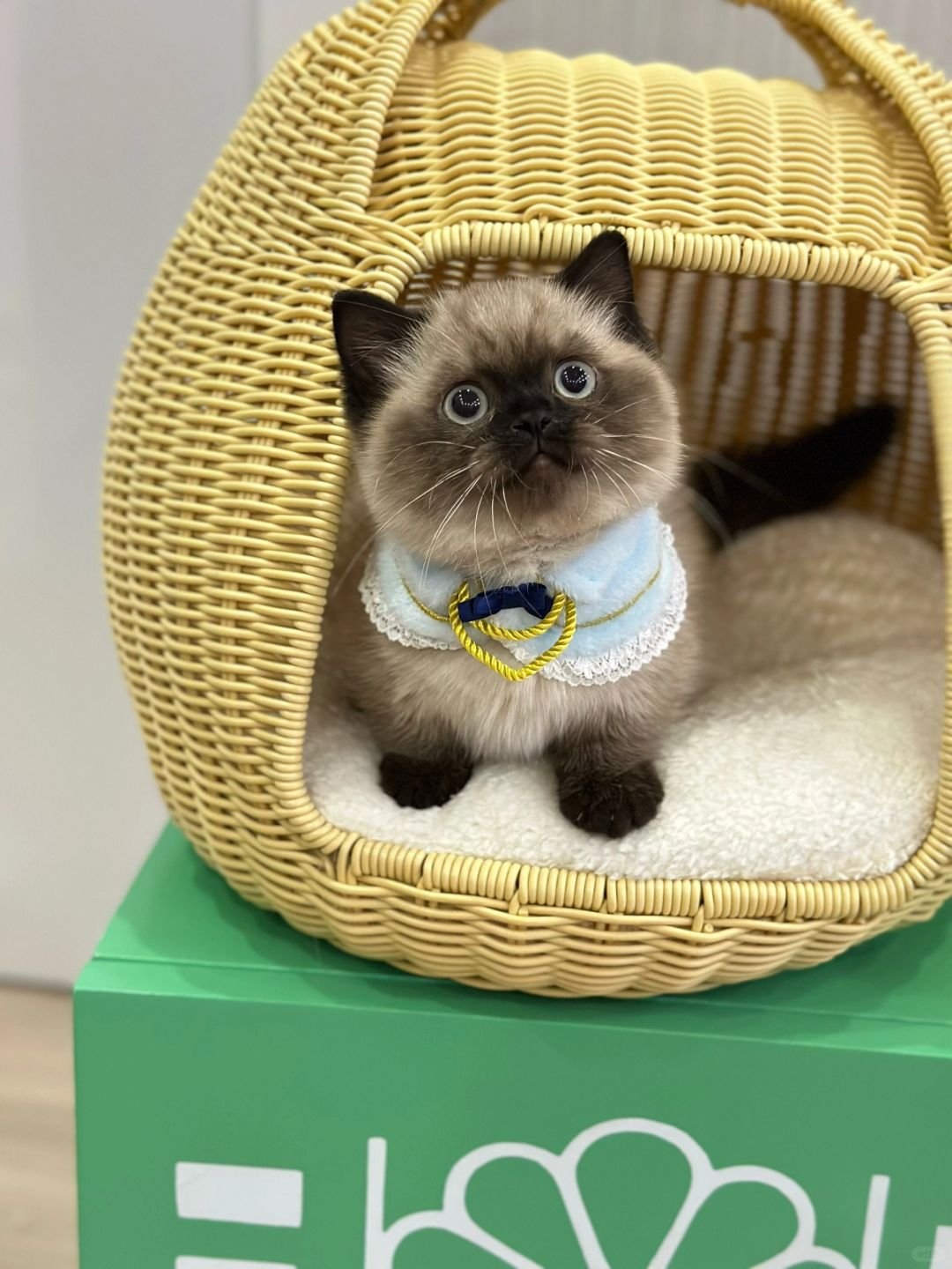 一看就不是普通小猫捏 重点色矮脚猫