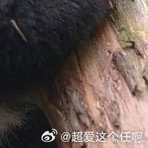 熊猫守护者 | ‎熊猫守护者 你走过的路，会成为回忆里的风景；你所有经历，会成为